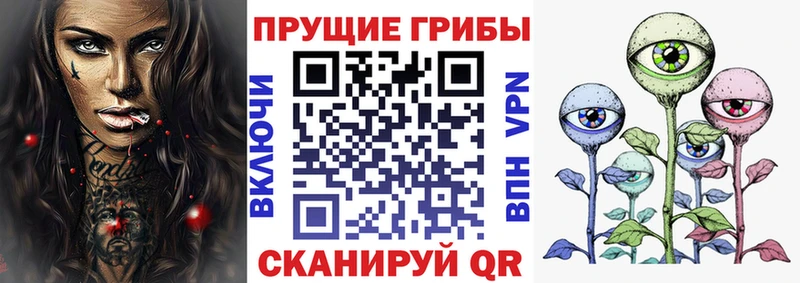 сколько стоит  Злынка  Псилоцибиновые грибы Cubensis 